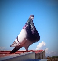 /album/fotogaleria-machos-adultos/img-20200323-120907-jpg1/