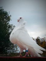 /album/fotogaleria-machos-adultos/img-20181125-121246-jpg1/