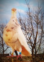 /album/fotogaleria-machos-adultos/img-20190307-193022-jpg1/