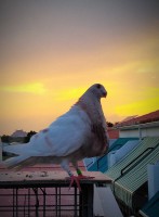 /album/fotogaleria-machos-adultos/img-20190907-223330-jpg1/