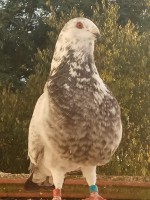 /album/fotogaleria-hembras-adultas/img-20181201-171442-jpg1/