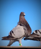 /album/fotogaleria-hembras-adultas/img-20190610-195134-jpg/