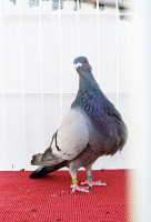 /album/fotogaleria-hembras-adultas/img-20190619-200649-jpg1/